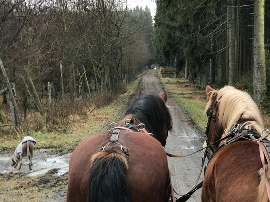 Pferdefuhrhalterei Winterberg-Winterberg必去景点