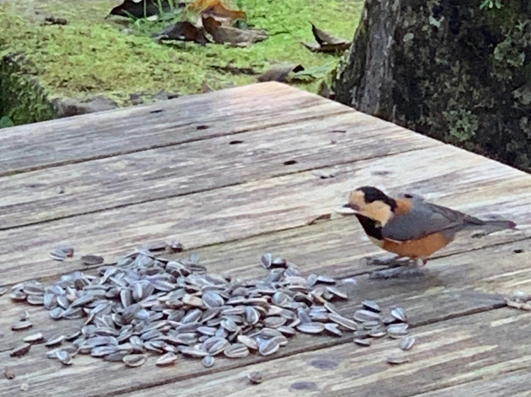 Kumano Kodo Nakahechi Michi-no-Eki-田边市必去景点