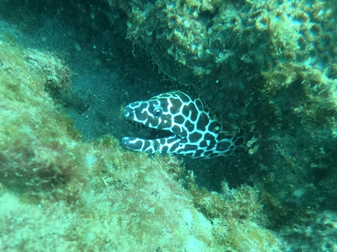 Sea Bees Diving Khao Lak - Day Tours景点图片