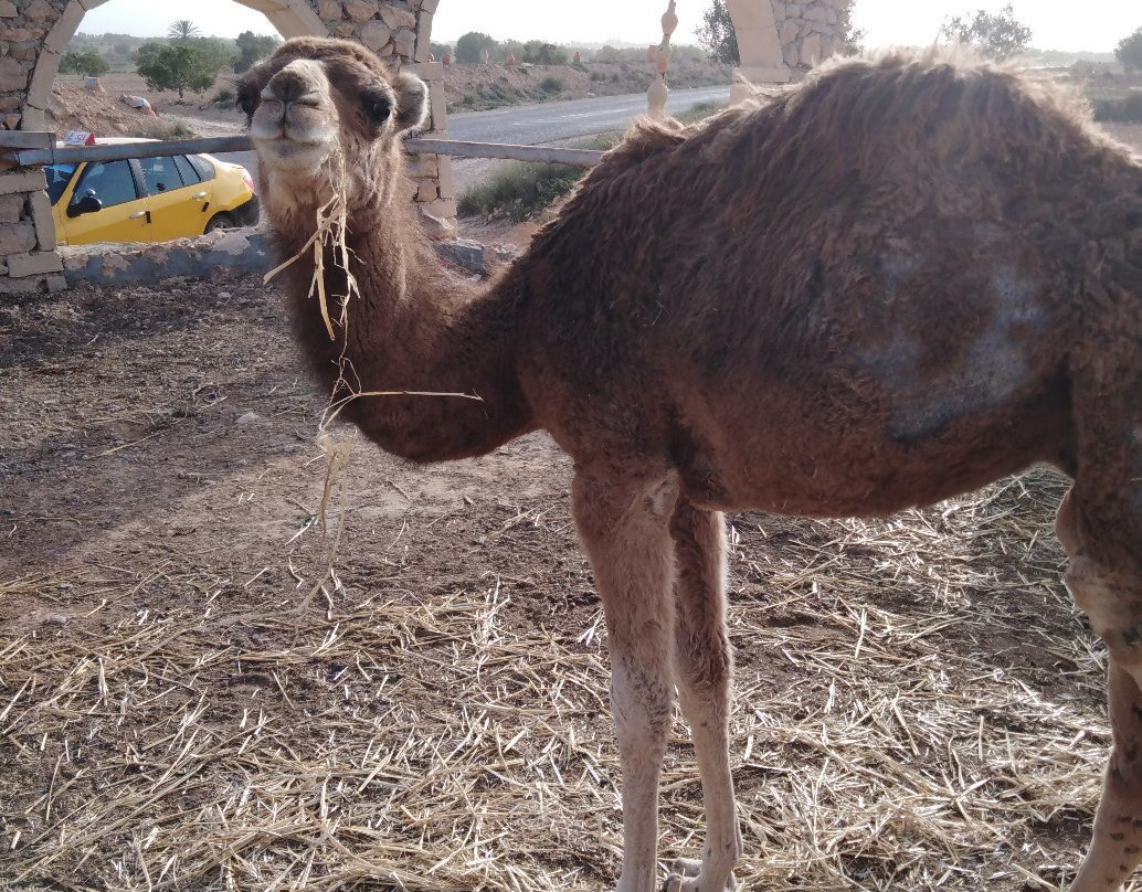 Cave of Ali Berbere-Guellala必去景点