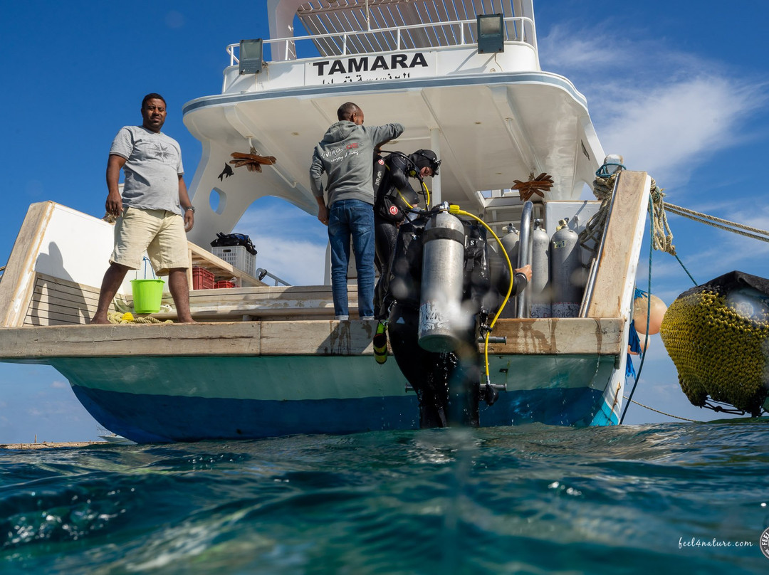 Diving El Flamenco-艾尔可西利亚必去景点