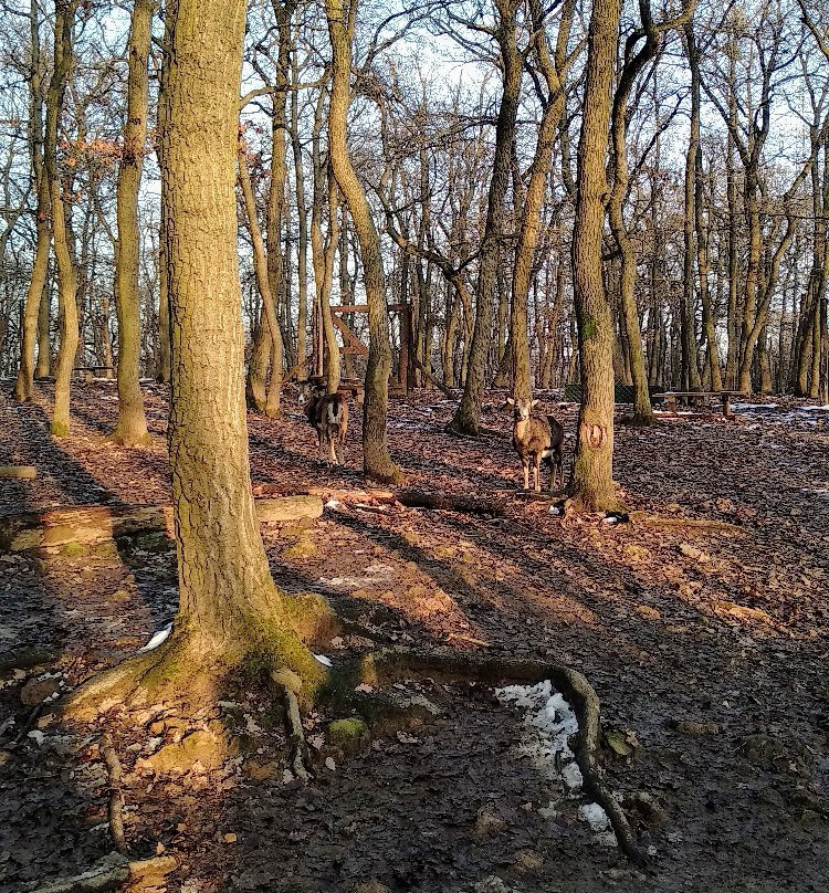 Budakeszi Wildlife Park景点图片