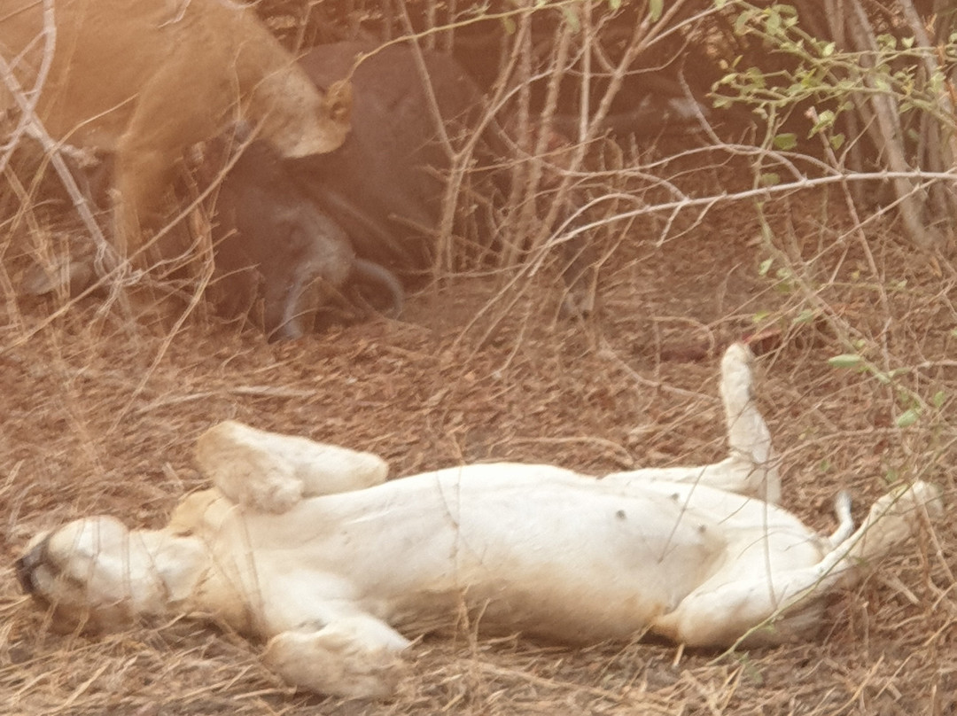 Lion Camp Safari Lodge主图
