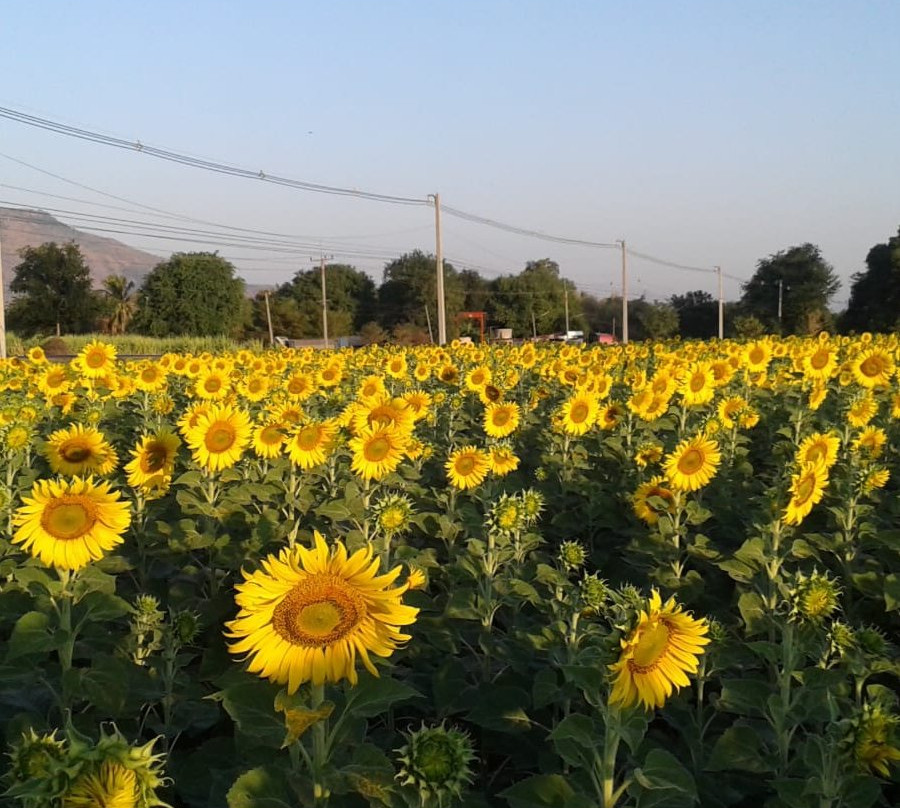 Khaoyai Nature Life & Tours - Private Day Tours景点图片