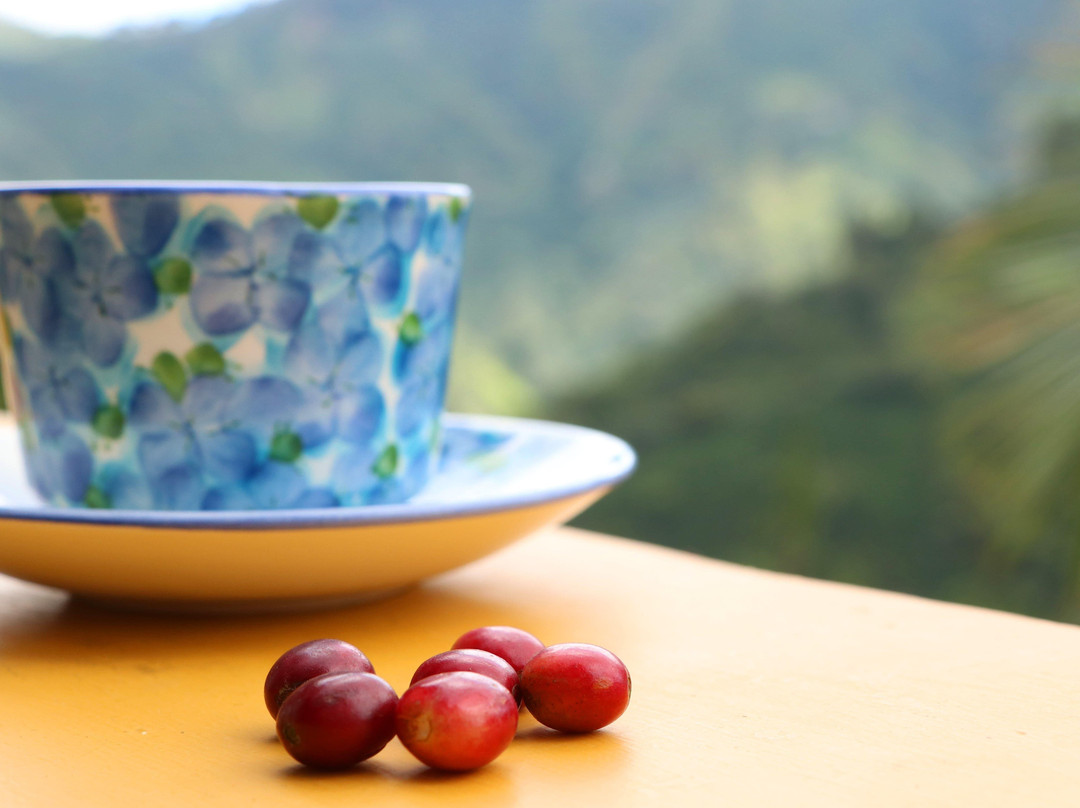 Coffee Tours - Finca La Manchuria-Salgar必去景点