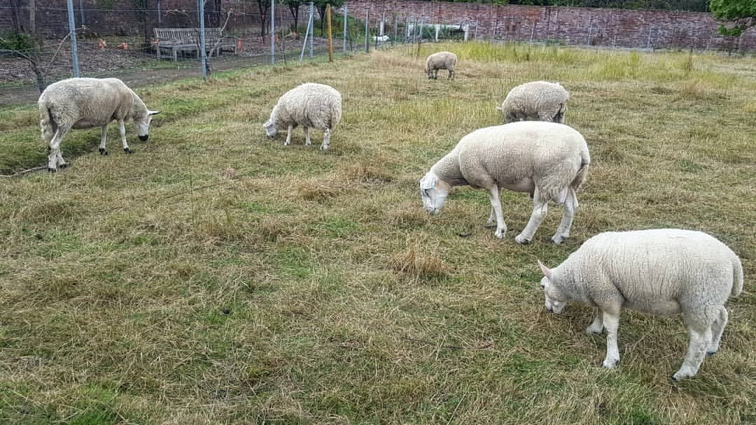 Wythenshawe Community Farm景点图片