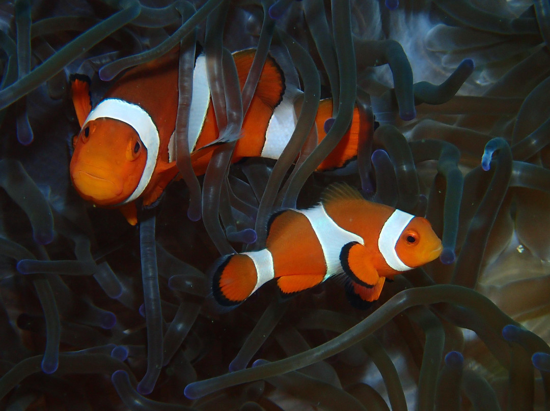 Big Fins Dive Center-San Jacinto必去景点