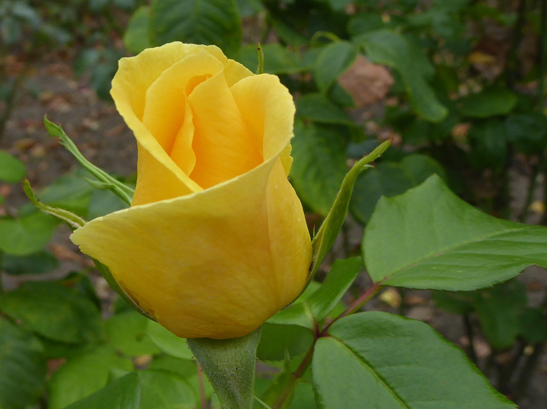 Rosengarten Seppenrade景点图片