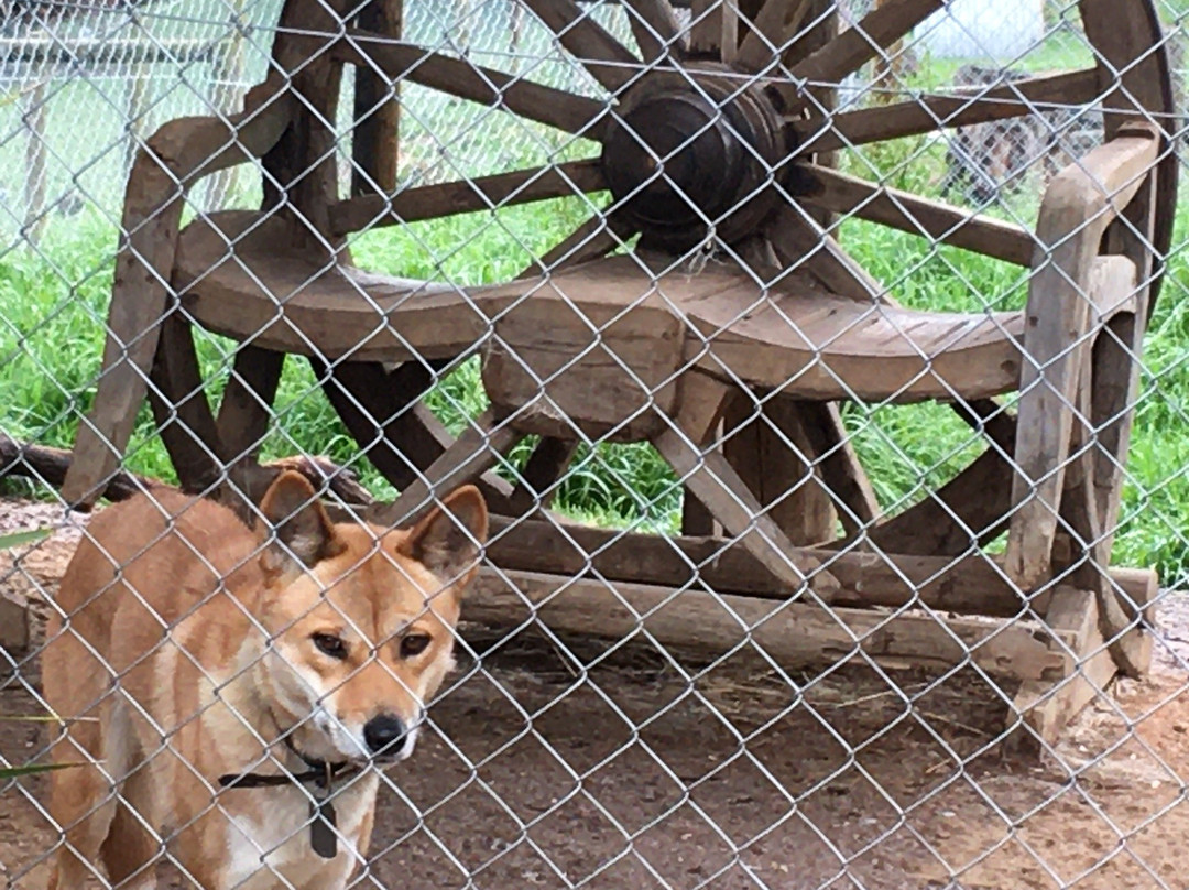 A Twist Of Willow主图