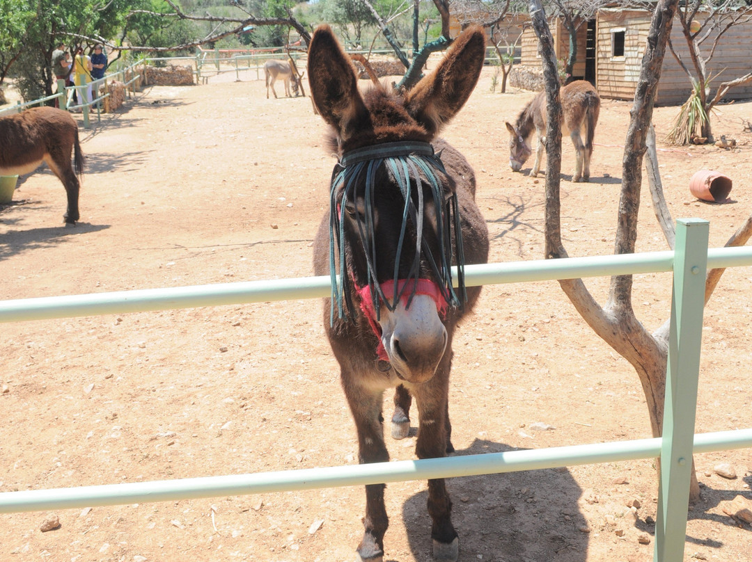 Donkeysland景点图片