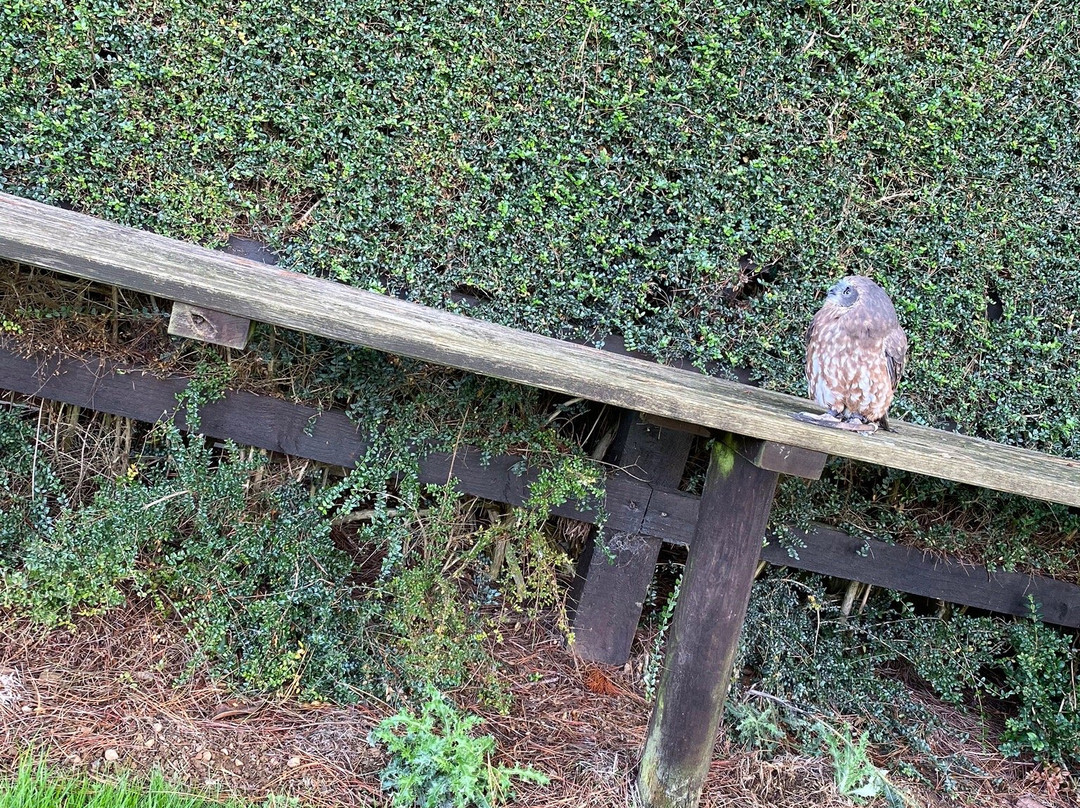 Fir Tree Falconry-班伯里必去景点