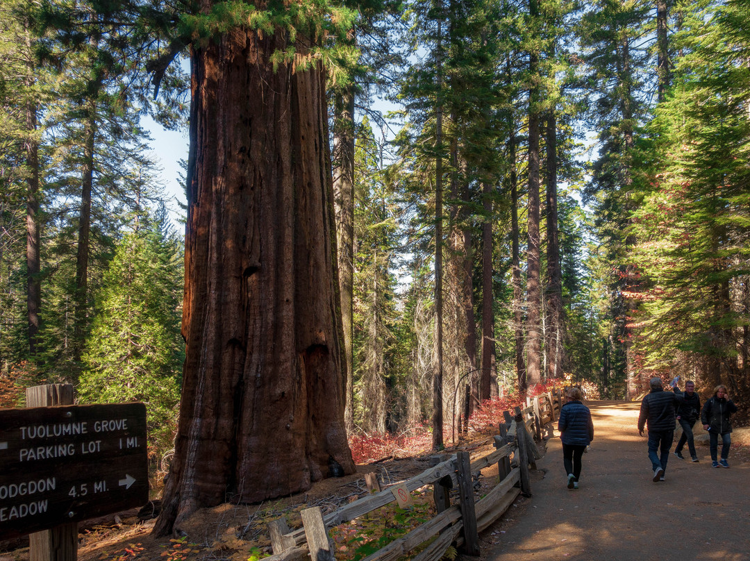 Tuolumne Grove of Giant Sequoias-优胜美地国家公园必去景点