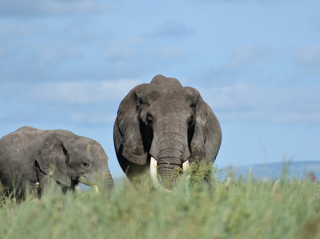 AfrikaKukaye Tours and Safaris-莫西必去景点