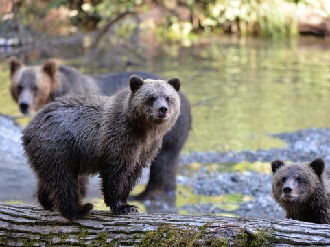Homalco Wildlife & Cultural Tours-坎贝尔里弗必去景点