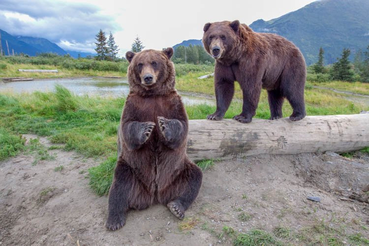 Alaska Wildlife Conservation Center景点图片