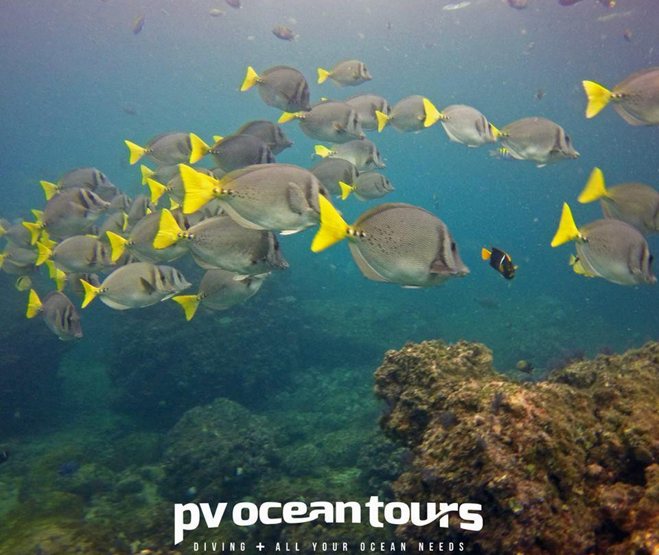 PV Ocean Tours景点图片