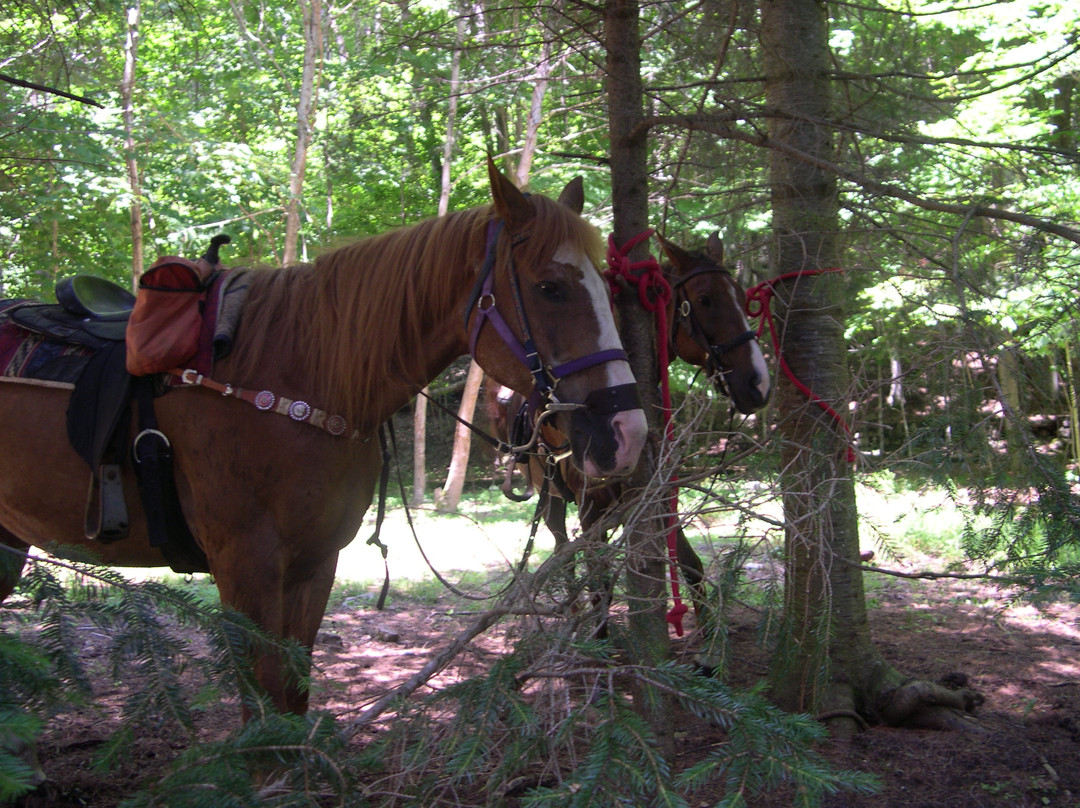 Adirondack Saddle Tours景点图片