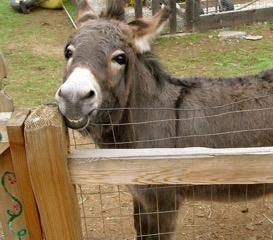 Bonsall旅游景点-Old Fliegler's Farm