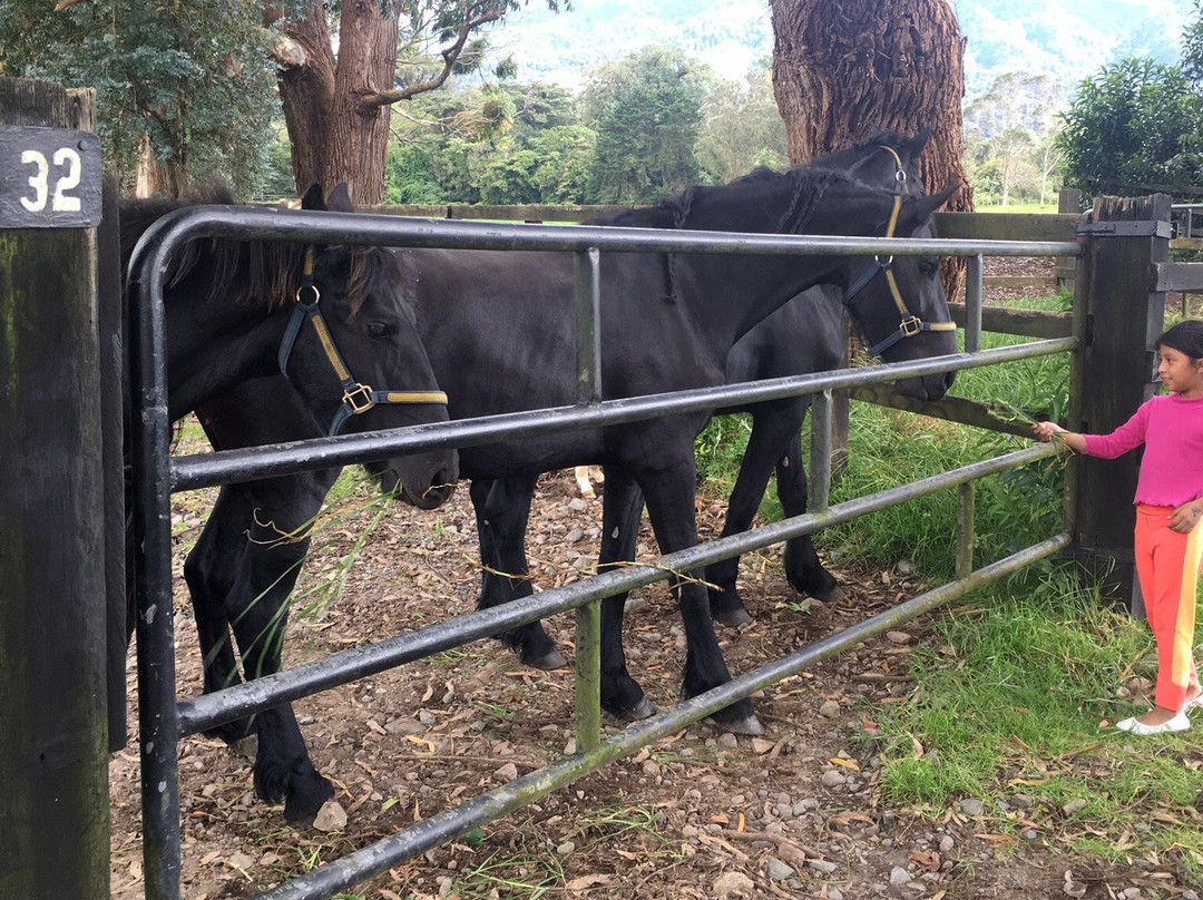 Haras Cerro Punta景点图片