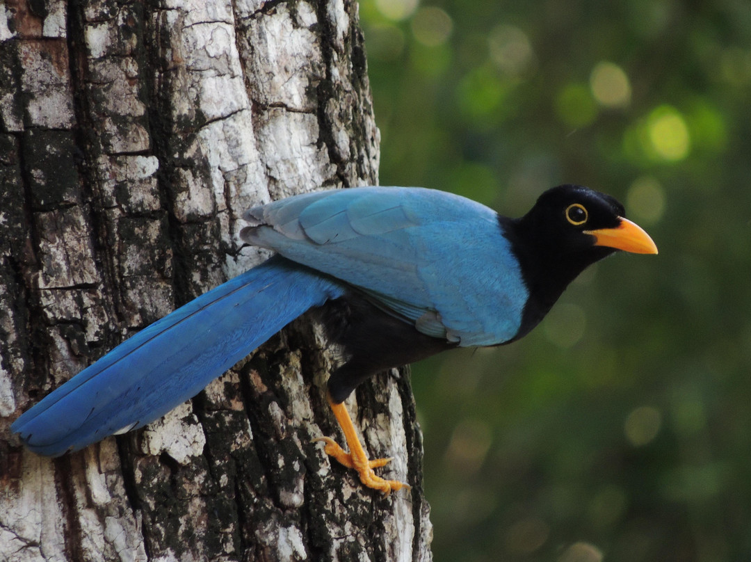 Ichi Wildlife Tours-巴利亚多利德必去景点