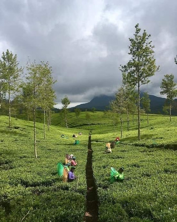 Ai Lion Travels-尼甘布必去景点