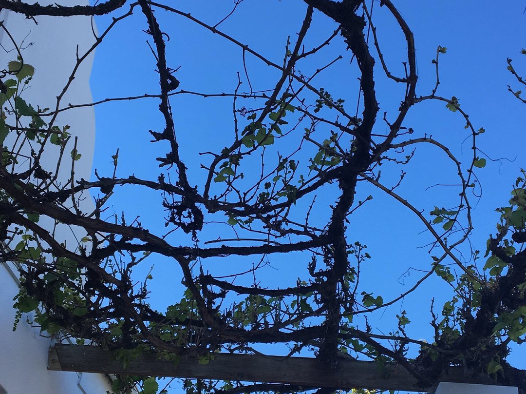 Thelab Robertson主图