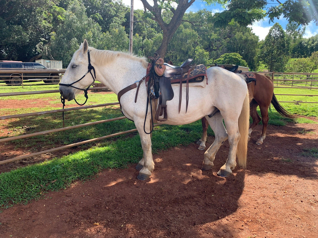 Piiholo Ranch Horseback景点图片