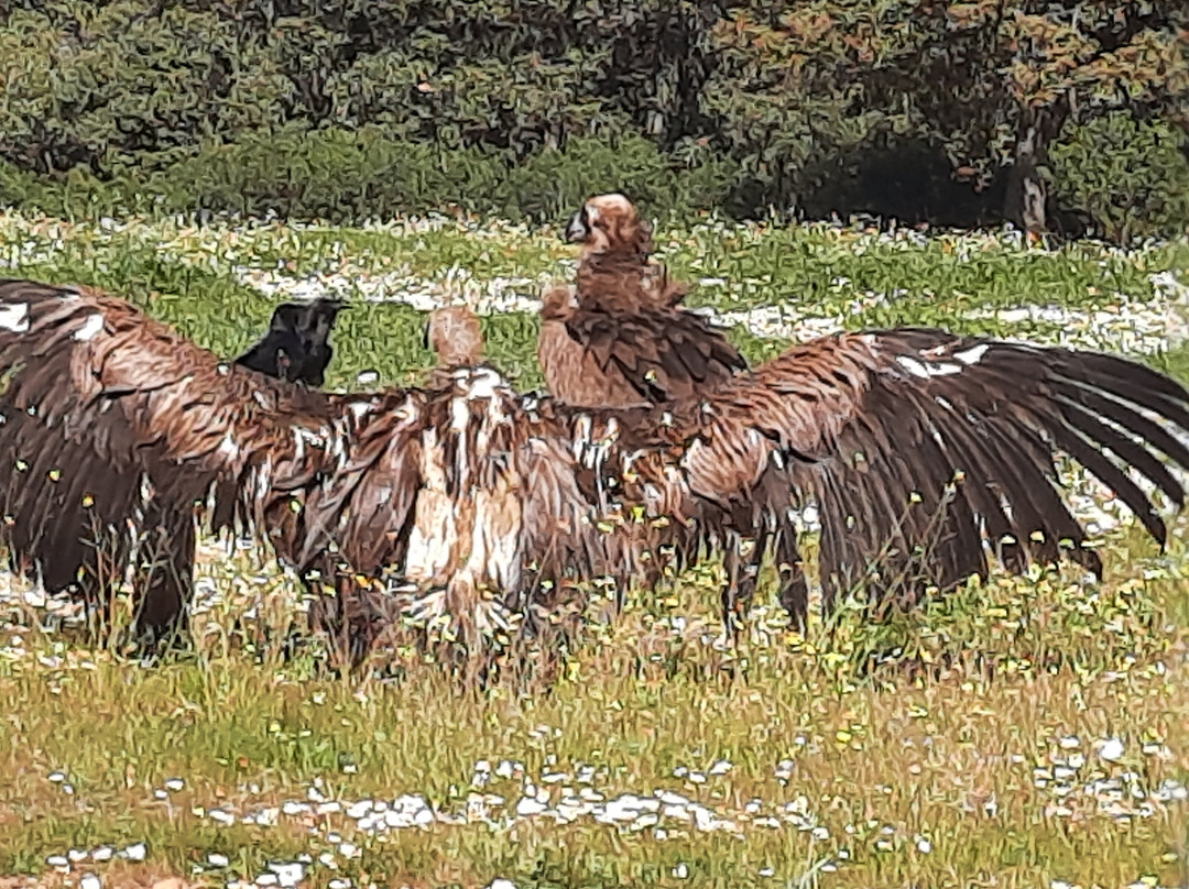 Muladar Cerro Del Madroñal