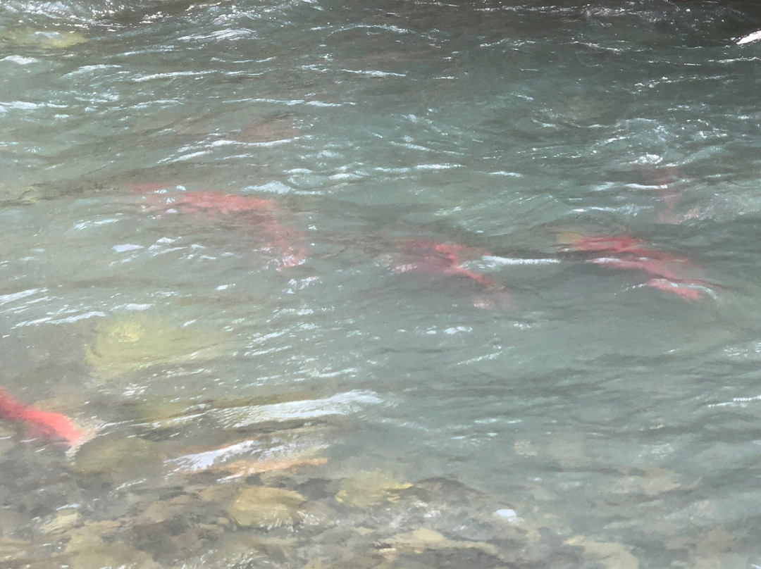 Bear Creek Weir-苏厄德必去景点