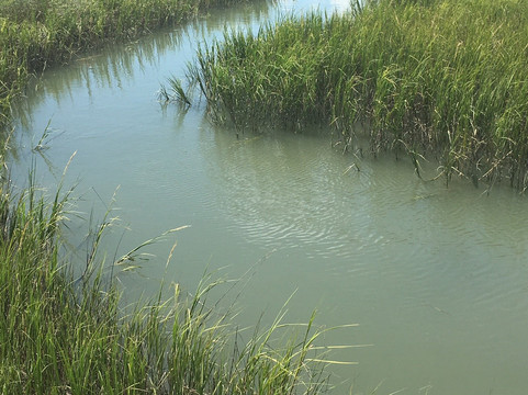 Heritage Shores Nature Preserve-美特尔海滩必去景点