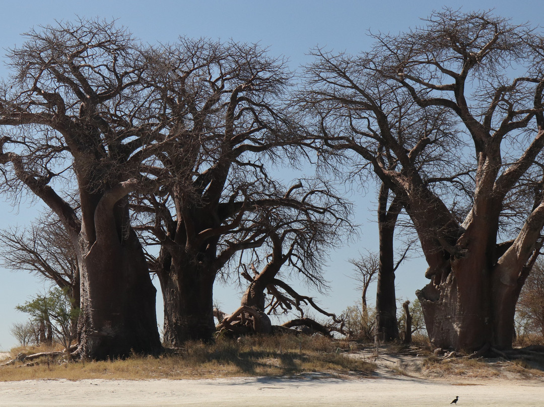 Baines Baobabs景点图片