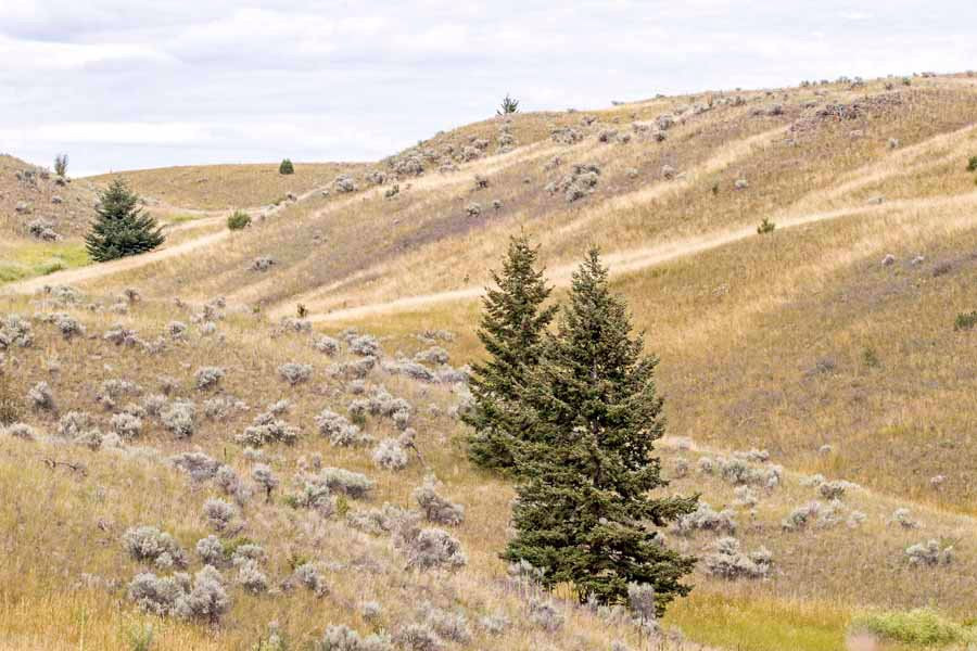 Lac du Bois Grasslands Protected Area-坎卢普斯必去景点