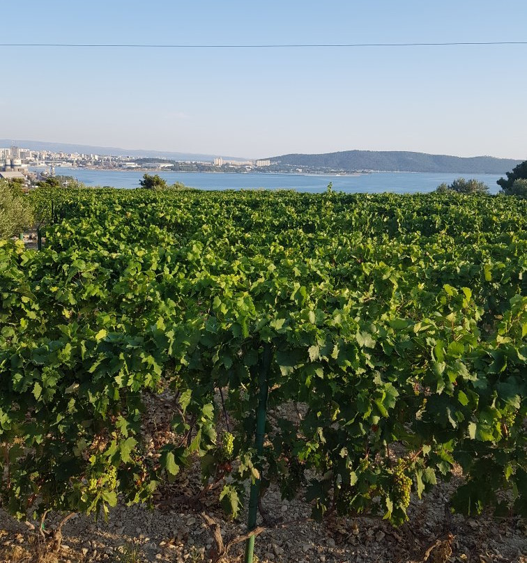 Winery Kovac景点图片