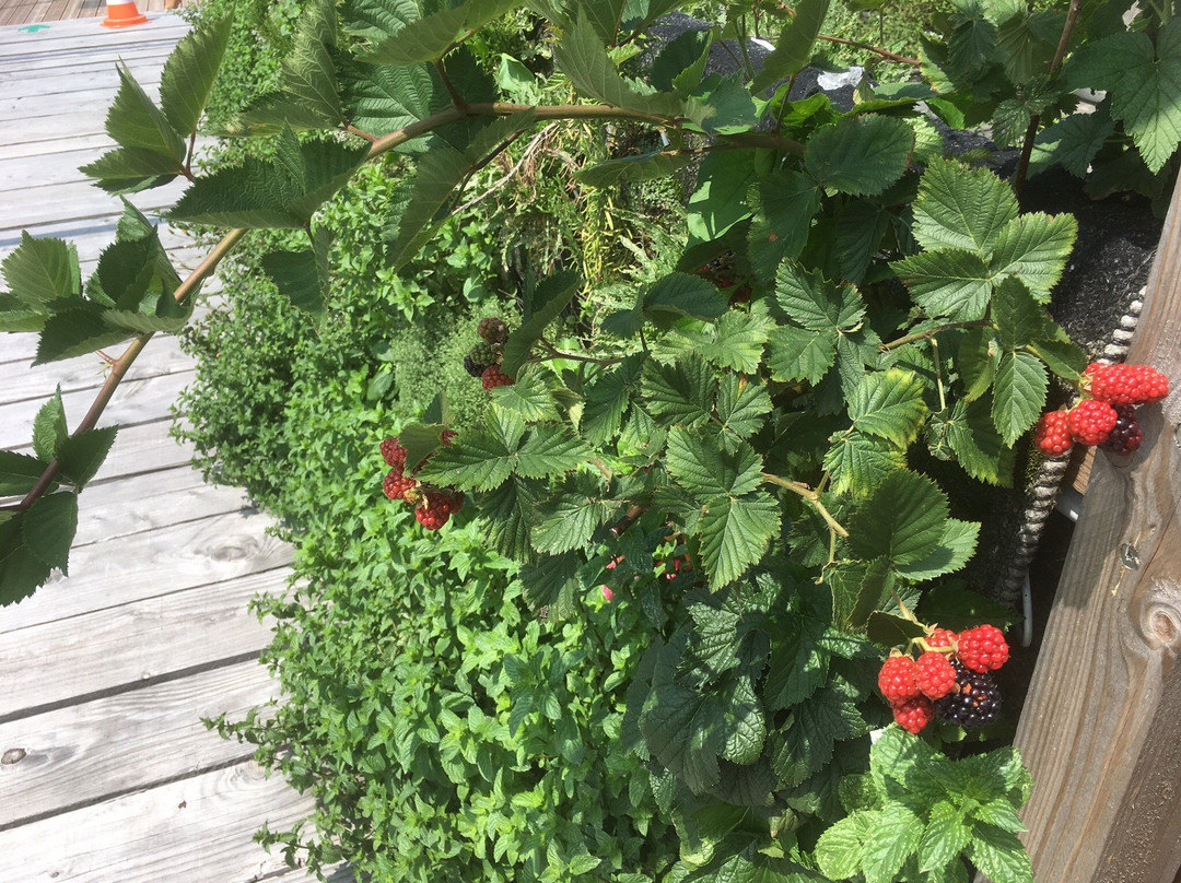 Le Jardin Perché de Caluire