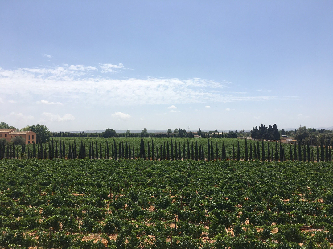 Sa Clasta Wine Tours-马洛卡帕尔马必去景点
