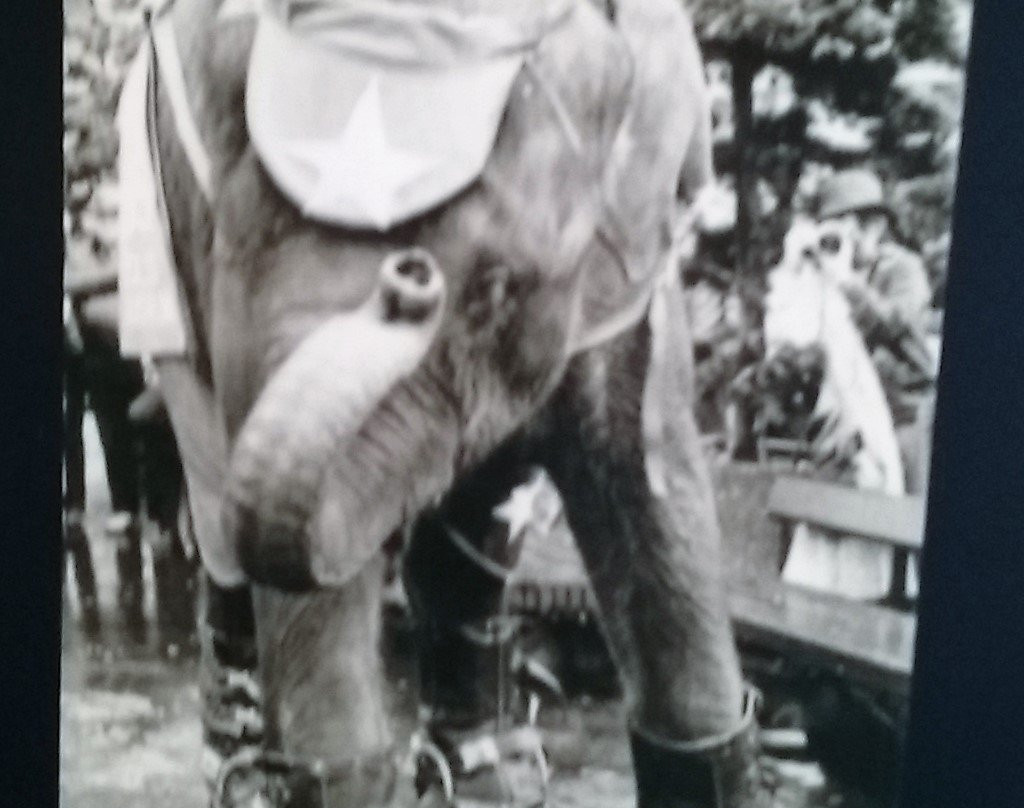 The Elephant Discovery Center-Hohenwald必去景点