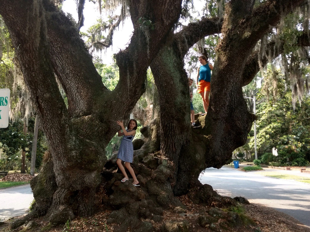 Lover's Oak-不伦瑞克必去景点