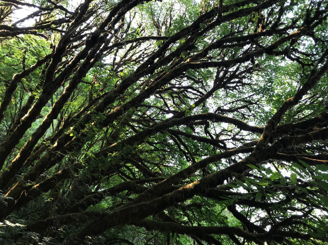 Prairie Creek - Foothill Trail Loop景点图片