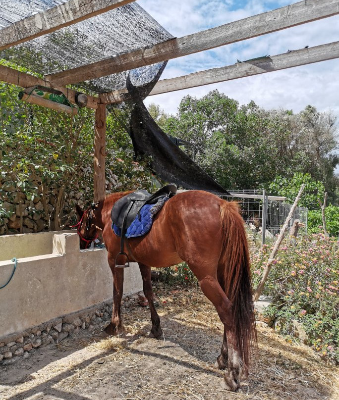 Son Bou Rutas A Caballo-阿拉约尔必去景点