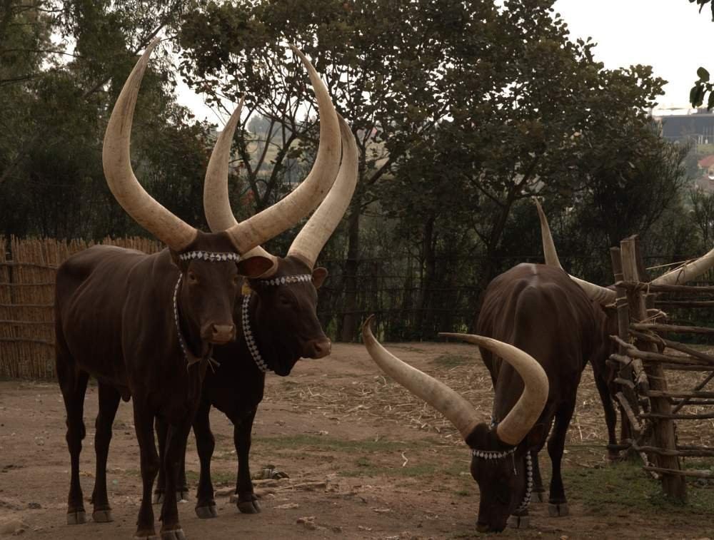 King's Palace-Nyanza必去景点
