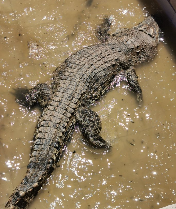 Teluk Sengat Crocodile Farm景点图片