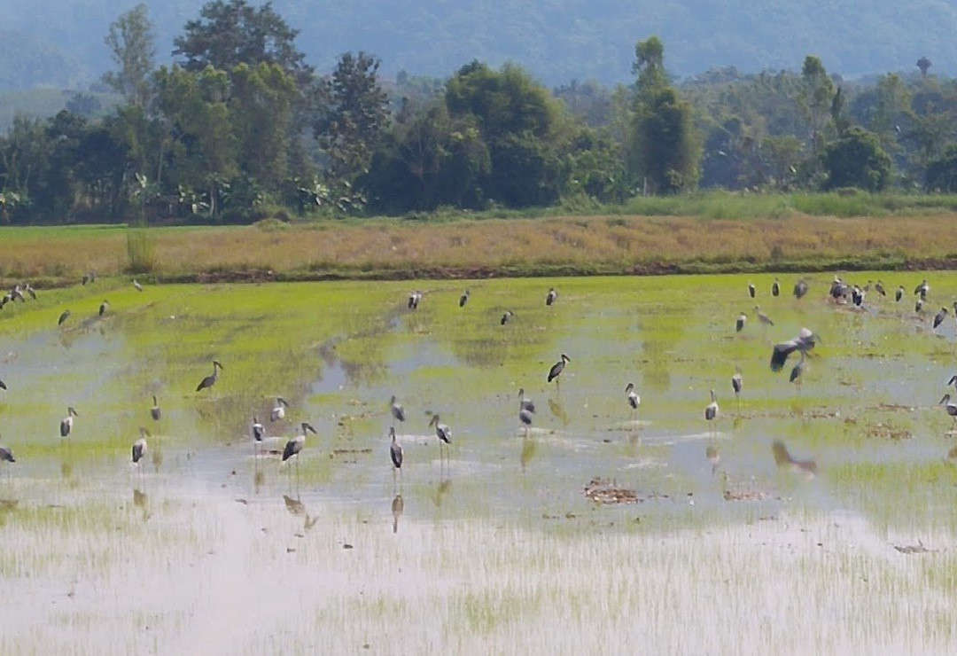Chiangrai Bicycle Trip-清莱必去景点