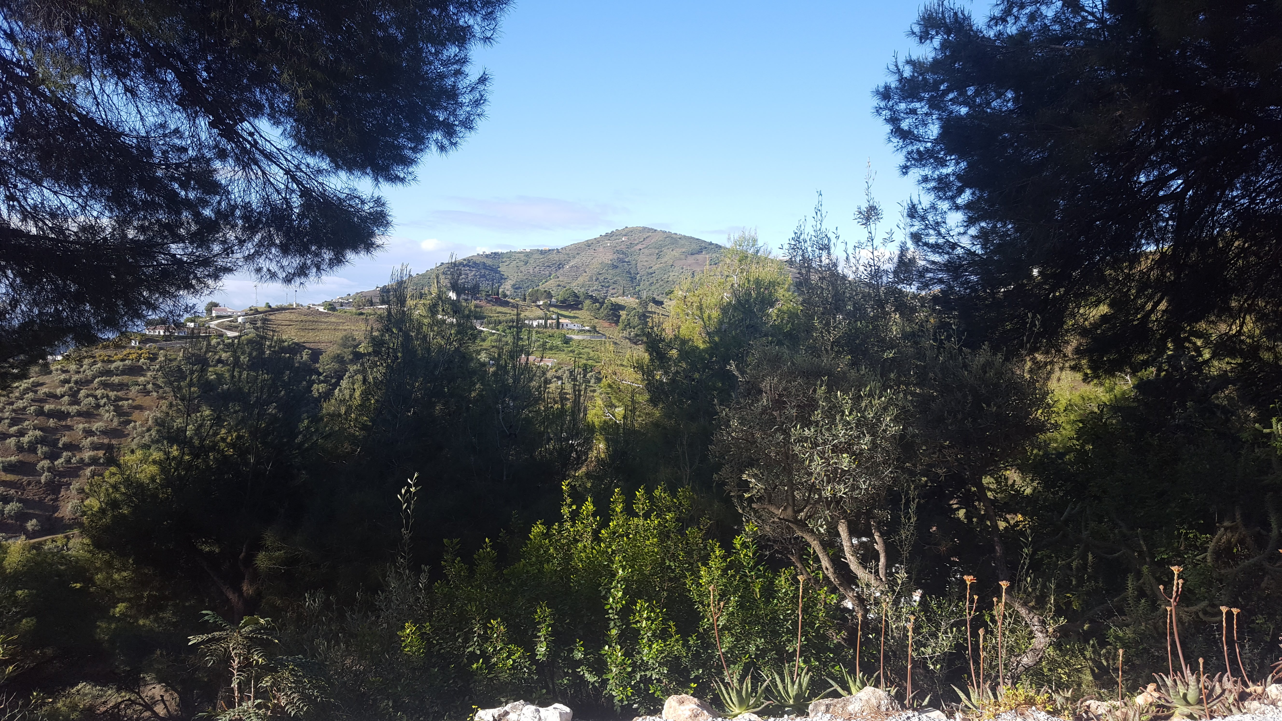 Finca Los Pinos-酒店景观
