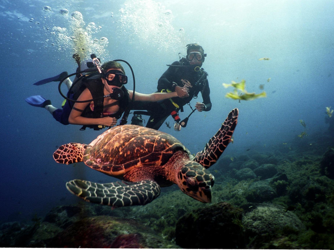 Oceano Sub Mergulho Ilhabela-伊利亚贝拉必去景点