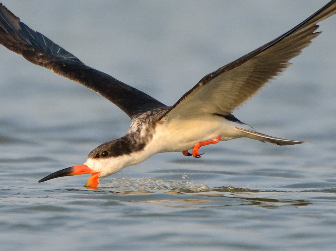 Bubali Bird Sanctuary景点图片