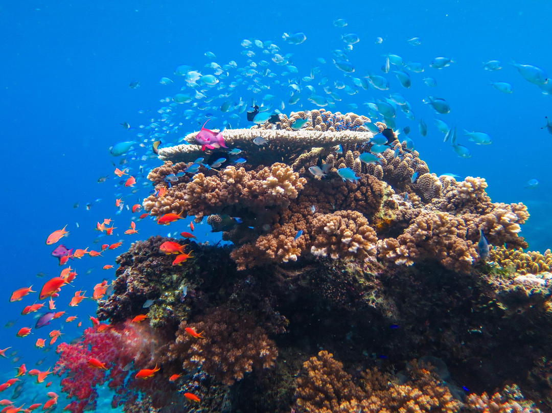 Ocean Ventures Fiji-萨武萨武必去景点