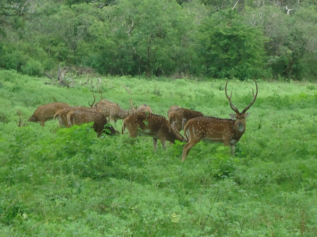Heina Nature Resort - Yala主图