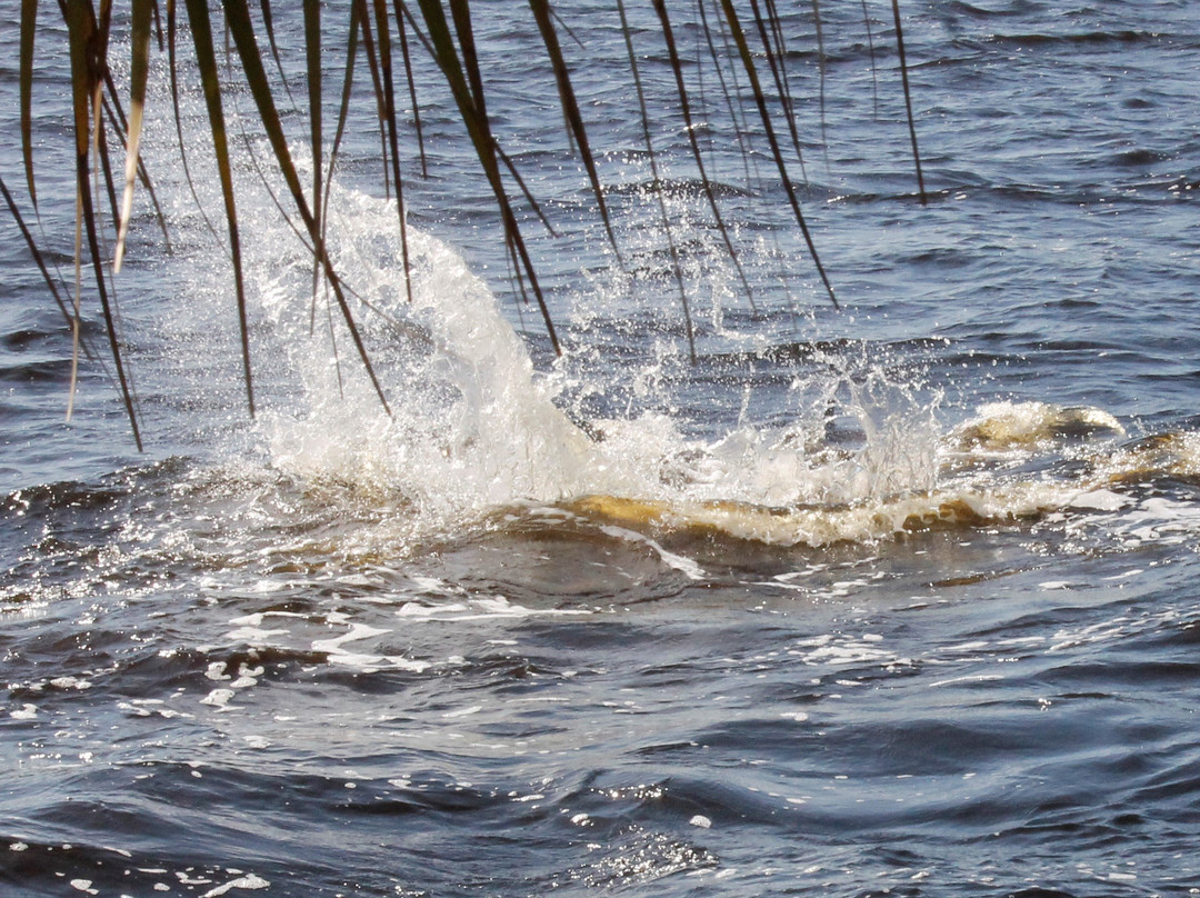 Whitcomb Bayou-塔彭斯普林斯必去景点