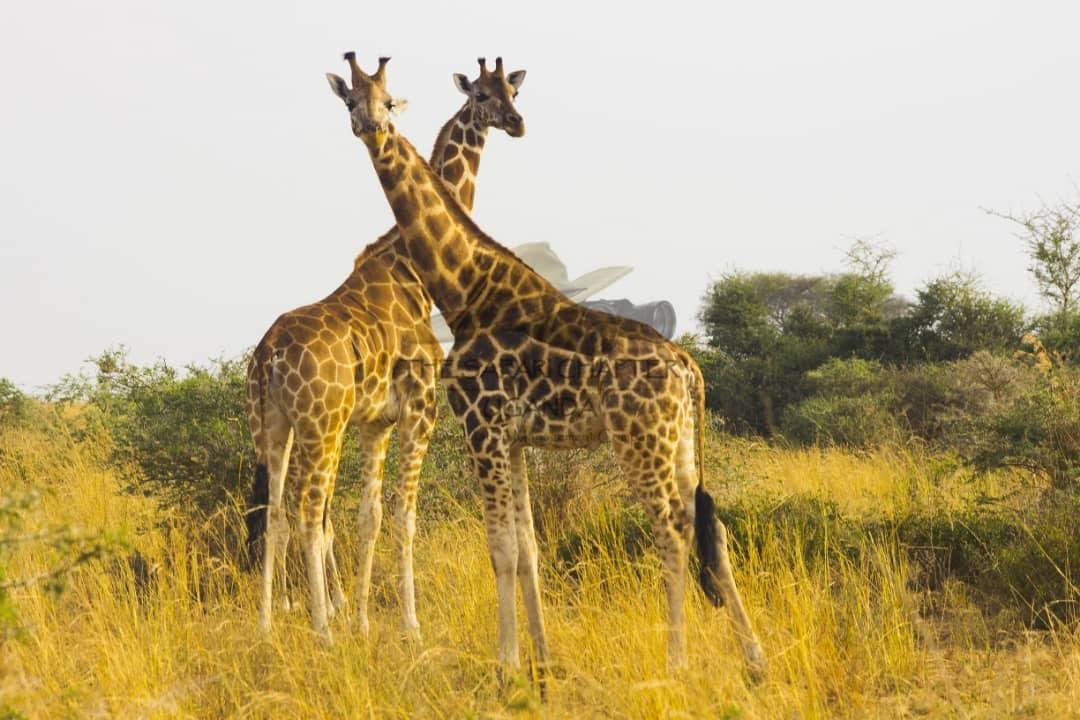 Uganda Safari Chapter-坎帕拉必去景点