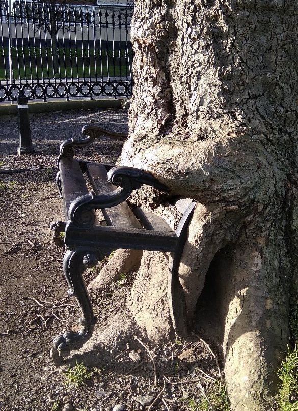 The Hungry Tree-都柏林必去景点